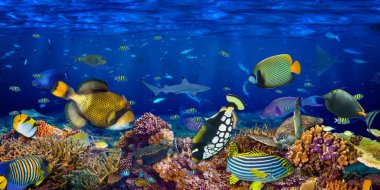 Su altı mercan resifleri geniş panorama duvar kağıtları arka planda derin mavi okyanusta renkli balık deniz kaplumbağası ve deniz yaban hayatı ile birlikte.