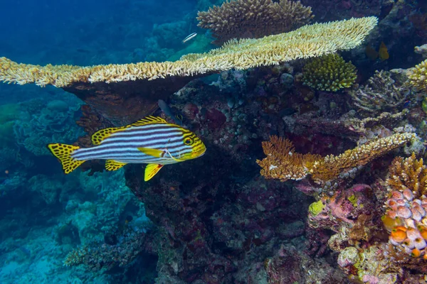 Plectorhinchus Vittatus Amarelo Oceano Indiano Oriental Sweetlips Peixe Colorido Recife — Fotografia de Stock