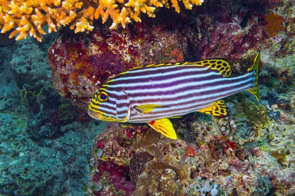 Plectorhinchus Vittatus Giallo Indiano Oceano Orientale Sweetlips Pesce Nella Colorata — Foto Stock