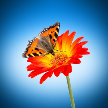 butterlfy çiçek