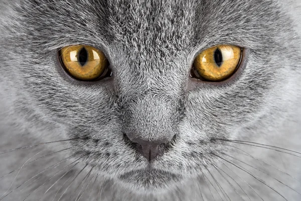 Kitten ogen — Stockfoto