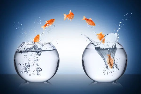 Balık değişim kavramı