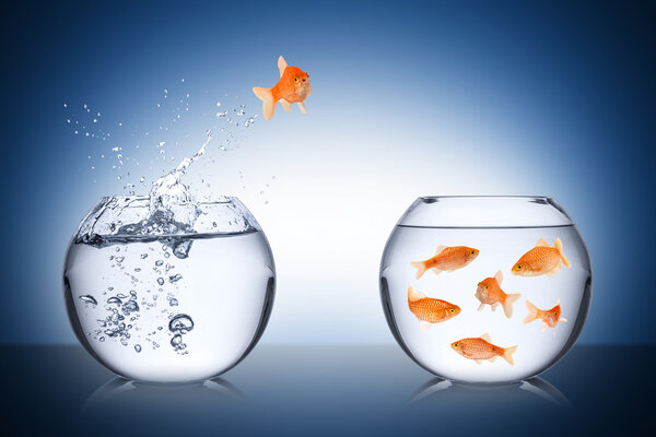 Концепция возвращения рыбы
