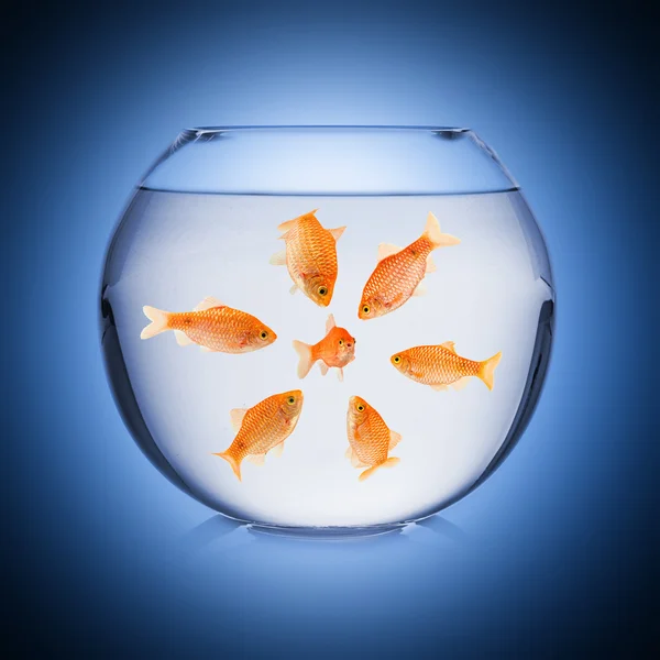 Conceito mobbing fishbowl — Fotografia de Stock