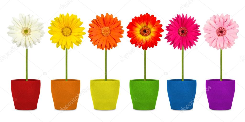 flowers in coloful pots