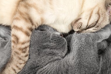 Uyuyan kedi