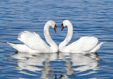 pair of white swans clipart