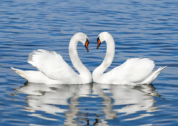 Par de cisnes brancos — Fotografia de Stock