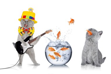 Akıllı kedi takım kavramı