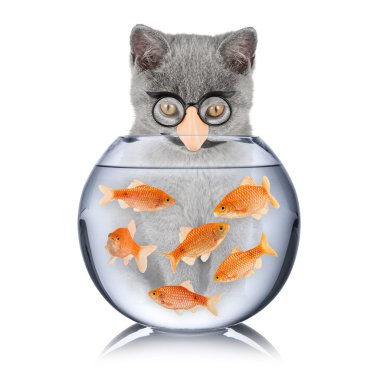Akıllı kedi balık kavramı