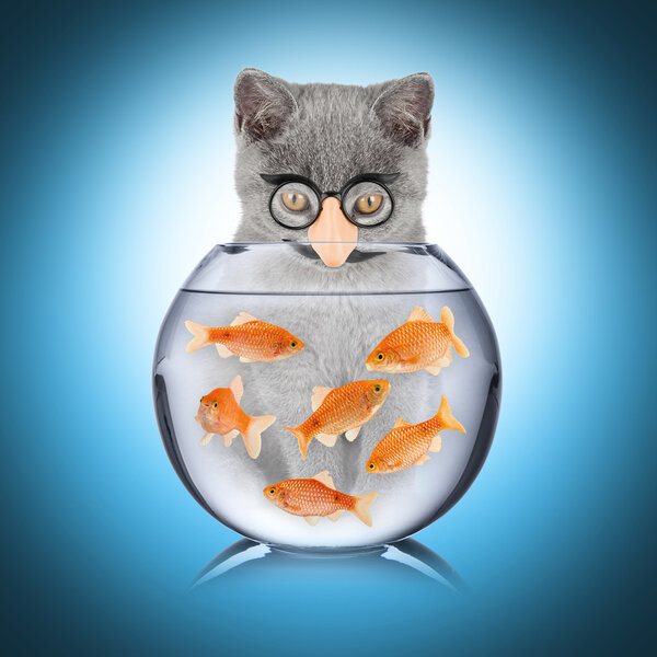 smart cat fish concept