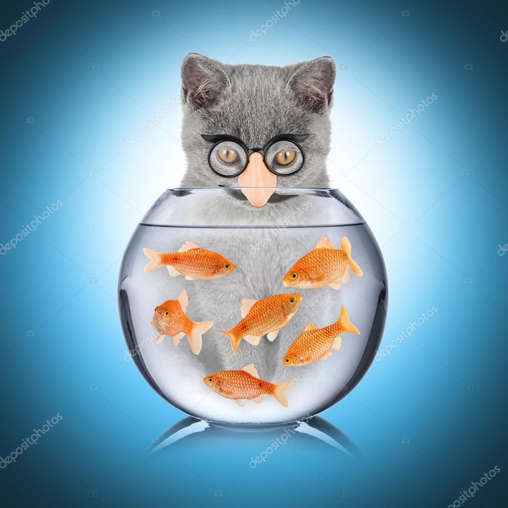 fisk till katt fisk till katt