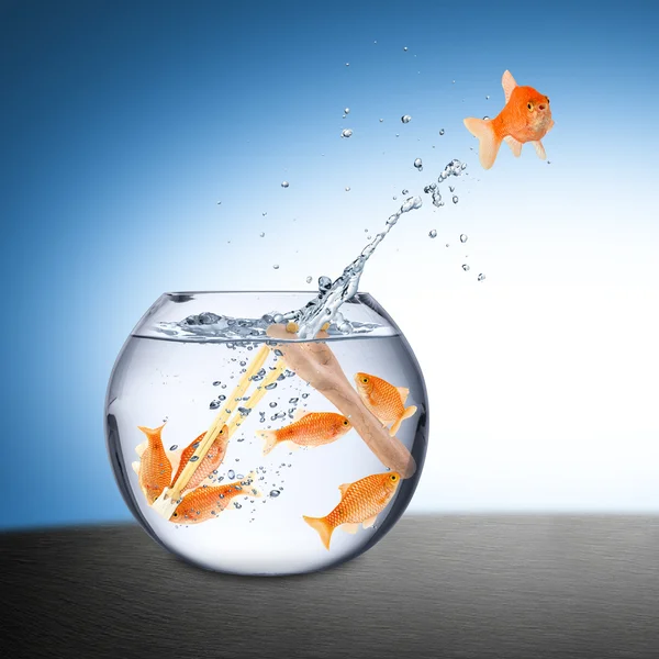 Fish escape concept Royalty Free Stock Photos