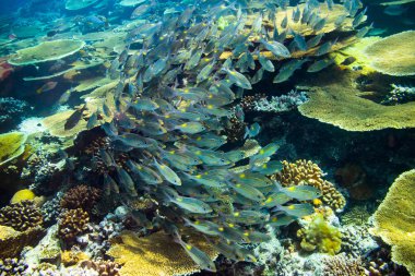 balığı fishs mercan kayalığı Tarih Okulu