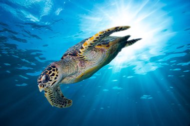 hawksbill deniz kaplumbağası masmavi okyanus içine dalış