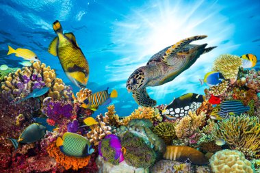colorful coral reef with many fishes clipart