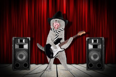  rock yıldız kedi