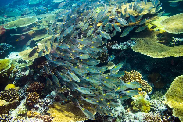 École de poissons vivaneaux sur le récif corallien — Photo