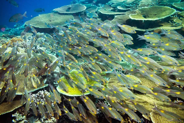 Escola de peixes snapper no recife de coral — Fotografia de Stock