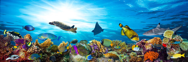 красочный коралловый риф с множеством рыб

