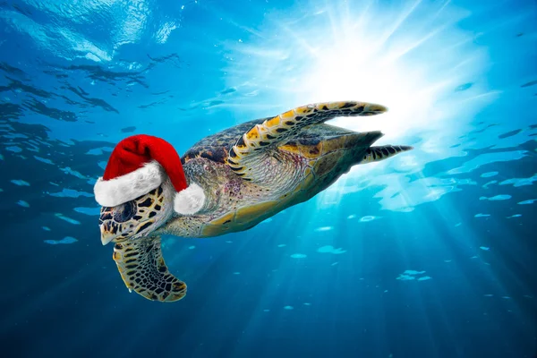 Zee karetschildpad met KERSTMUTS — Stockfoto