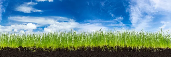 Pradera de primavera verde — Foto de Stock