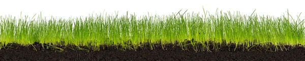 Hierba verde con tierra — Foto de Stock