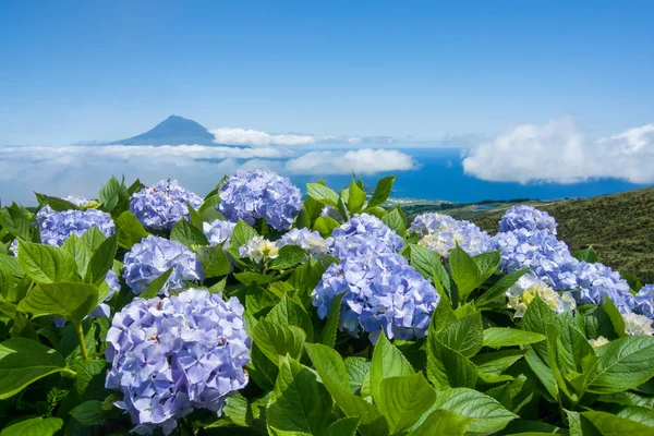 ピコ島 ロイヤリティフリーのストック画像