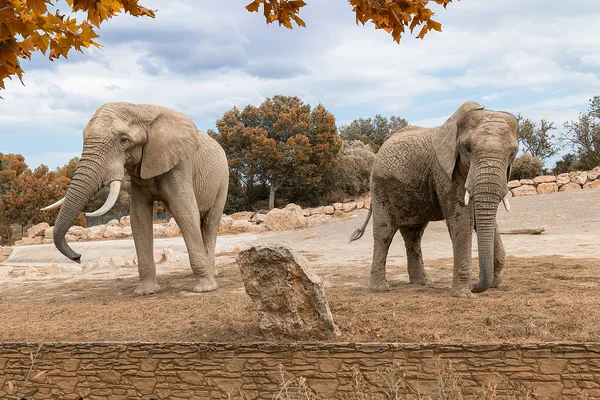 Słonie afrykańskie w rezerwacie Obrazek Stockowy