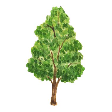 Ağaçlı suluboya resim. Yeşil ağaçlar, bitkiler, orman, doğa, manzara, park, ladin, çam ağacı, meşe, akçaağaç, ıhlamur, köknar, sedir, kestane, huş ağacı, çam ağacı, kavak, kavak, mavi ladin. Suluboya ağaçları, orman, çam mavisi meşe ağacı manzarası