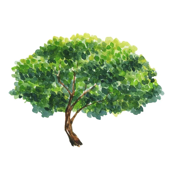 Illustration Aquarelle Avec Arbres Arbres Verts Plantes Forêt Nature Paysage — Photo