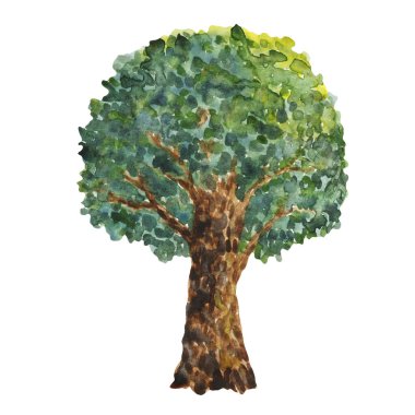 Ağaçlı suluboya resim. Yeşil ağaçlar, bitkiler, orman, doğa, manzara, park, ladin, çam ağacı, meşe, akçaağaç, ıhlamur, köknar, sedir, kestane, huş ağacı, çam ağacı, kavak, kavak, mavi ladin. Suluboya ağaçları, orman, çam mavisi meşe ağacı manzarası