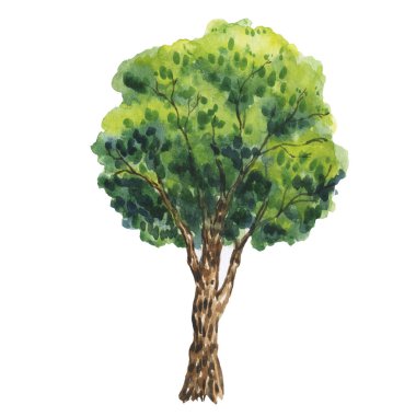 Ağaçlı suluboya resim. Yeşil ağaçlar, bitkiler, orman, doğa, manzara, park, ladin, çam ağacı, meşe, akçaağaç, ıhlamur, köknar, sedir, kestane, huş ağacı, çam ağacı, kavak, kavak, mavi ladin. Suluboya ağaçları, orman, çam mavisi meşe ağacı manzarası