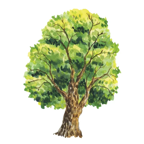 Illustrazione Acquerello Con Alberi Alberi Verdi Piante Foresta Natura Paesaggio — Foto Stock