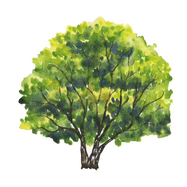 Aquarel Illustratie Met Bomen Groene Bomen Planten Bos Natuur Landschap — Stockfoto