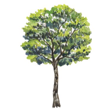 Ağaçlı suluboya resim. Yeşil ağaçlar, bitkiler, orman, doğa, manzara, park, ladin, çam ağacı, meşe, akçaağaç, ıhlamur, köknar, sedir, kestane, huş ağacı, çam ağacı, kavak, kavak, mavi ladin. Suluboya ağaçları, orman, çam mavisi meşe ağacı manzarası