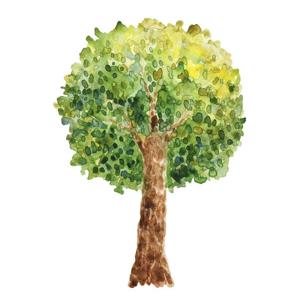 Aquarell Illustration Mit Bäumen Grüne Bäume Pflanzen Wald Natur Landschaft — Stockfoto