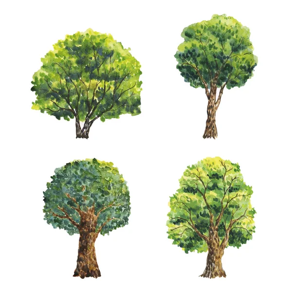Акварель Деревьями Зеленые Деревья Растения Лес Природа Пейзаж Парк Ель — стоковое фото