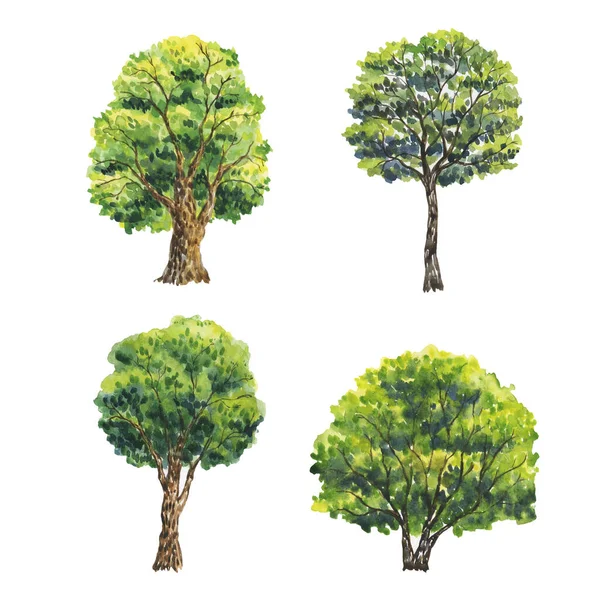 나무의 가문비나무 전나무 단풍나무 전나무 자작나무 소나무 버드나무 가문비나무 수채화 — 스톡 사진