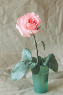 Vazoda narin pembe bir gül. Pembe çiçekli minimalist bir fotoğraf..