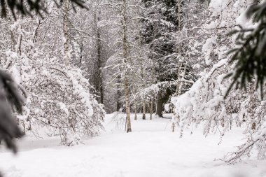 Karlı ladin dalları. Kış ormanı, karlı çam.