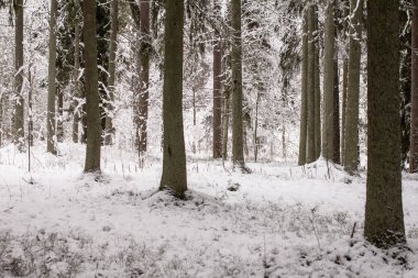 Kış Ormanı Fotoğrafı.