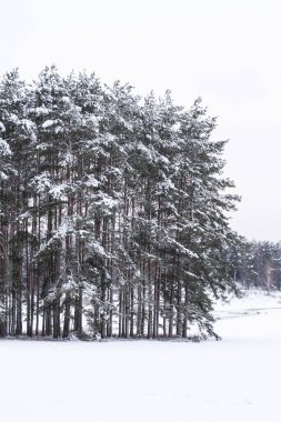 Kış Ormanı Fotoğrafı.