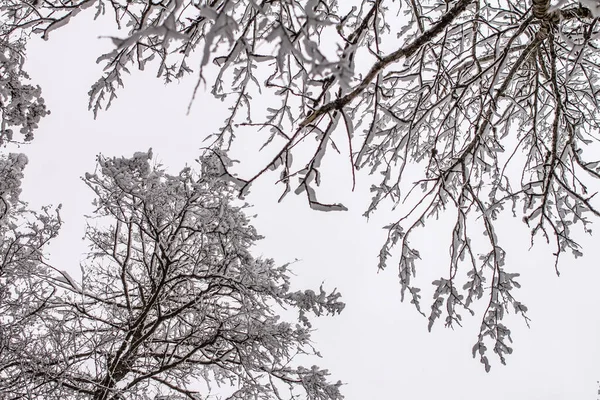 Fichtenzweige Mit Schnee Winterwald Kiefern Mit Schnee — Stockfoto