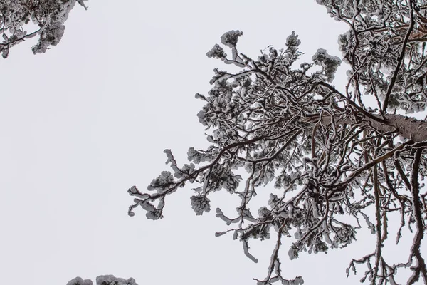 Fichtenzweige Mit Schnee Winterwald Kiefern Mit Schnee — Stockfoto