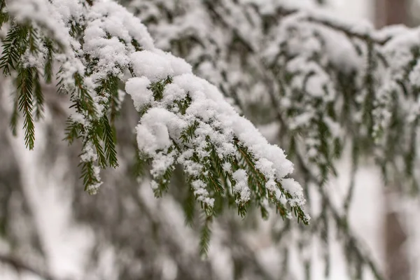 Fichtenzweige Mit Schnee Winterwald Kiefern Mit Schnee — Stockfoto
