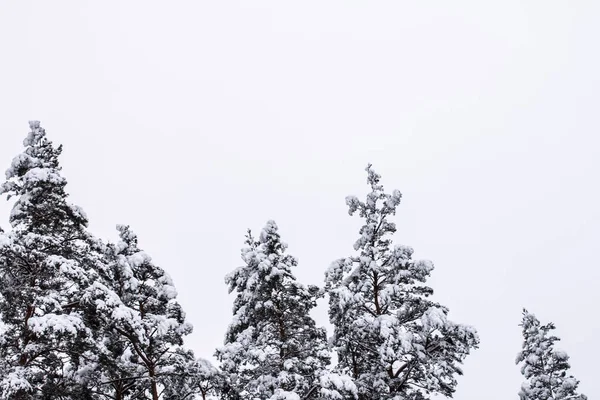 Fichtenzweige Mit Schnee Winterwald Kiefern Mit Schnee — Stockfoto