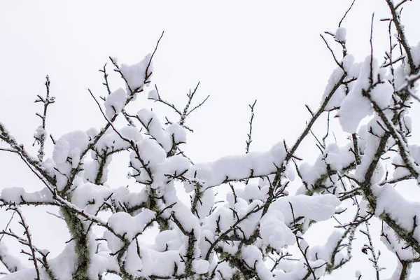 Fichtenzweige Mit Schnee Winterwald Kiefern Mit Schnee — Stockfoto