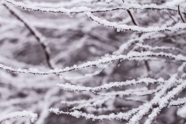 Trockene Äste Mit Schnee Verschneite Äste — Stockfoto