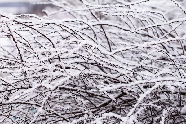 Trockene Äste Mit Schnee Verschneite Äste — Stockfoto